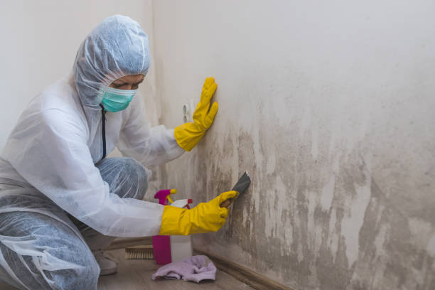 Professional Mold Removal in Upper Saddle River, NJ